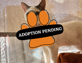 Adoption Pending (22)