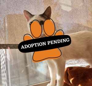 Adoption Pending (22)