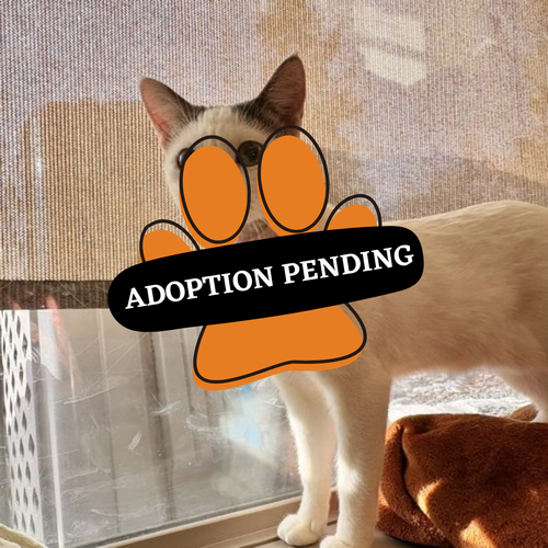 Adoption Pending (22)