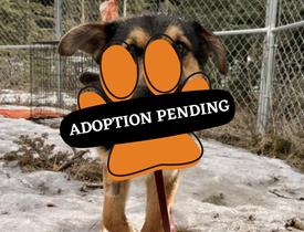 Adoption Pending (23)