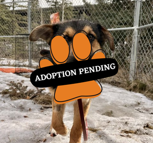 Adoption Pending (23)