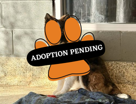 Adoption Pending (24)