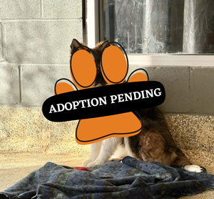 Adoption Pending (24)