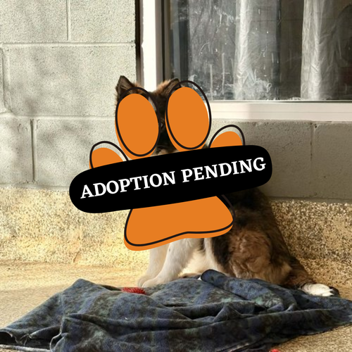 Adoption Pending (24)