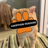 Adoption Pending (25)