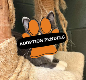 Adoption Pending (26)