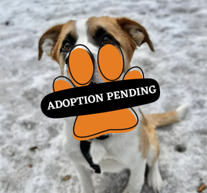 Adoption Pending (27)