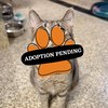 Adoption Pending (28)