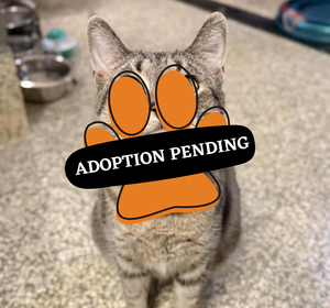 Adoption Pending (28)
