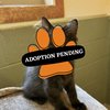 Adoption Pending (2)