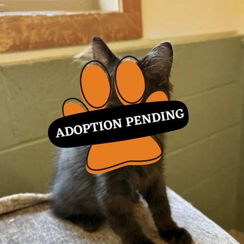 Adoption Pending (2)