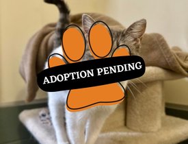 Adoption Pending (2)