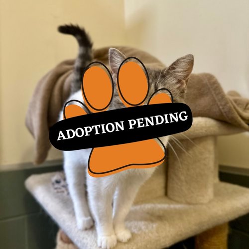 Adoption Pending (2)