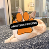 Adoption Pending (30)