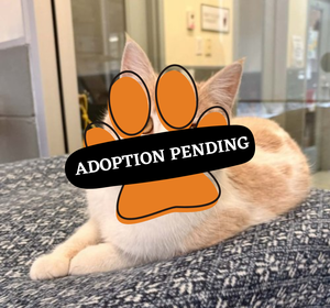 Adoption Pending (30)