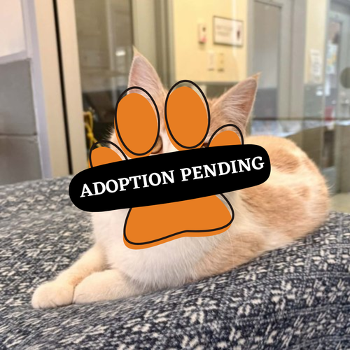 Adoption Pending (30)