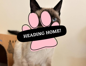 Adoption Pending (32)