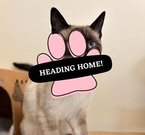 Adoption Pending (32)