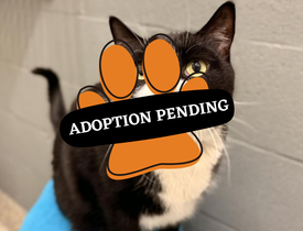 Adoption Pending (33)