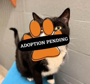 Adoption Pending (33)