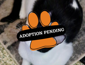 Adoption Pending (34)