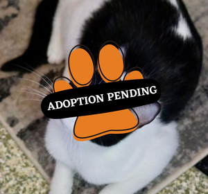 Adoption Pending (34)