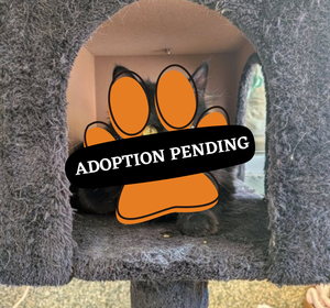 Adoption Pending (35)
