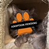 Adoption Pending (36)