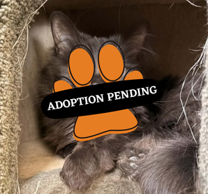 Adoption Pending (36)
