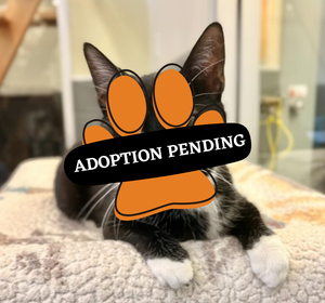 Adoption Pending (37)