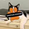 Adoption Pending (38)