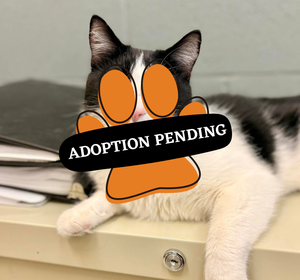 Adoption Pending (38)
