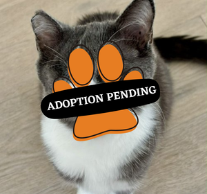 Adoption Pending (39)