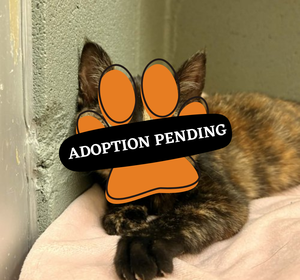 Adoption Pending (3)