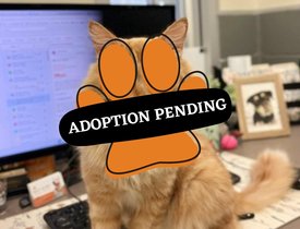 Adoption Pending (3)