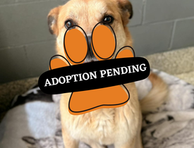 Adoption Pending (40)