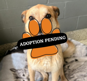 Adoption Pending (40)
