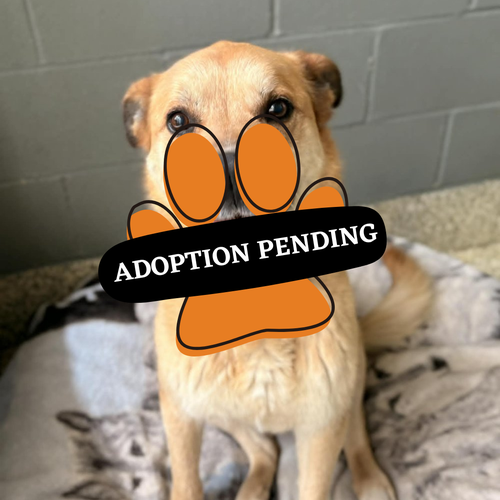 Adoption Pending (40)