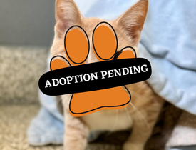 Adoption Pending (42)