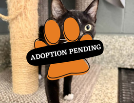 Adoption Pending (43)