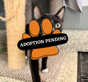Adoption Pending (43)
