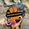 Adoption Pending (44)