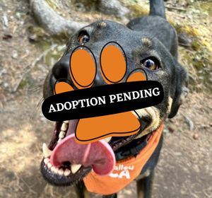 Adoption Pending (44)