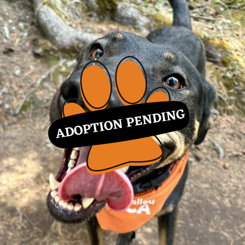 Adoption Pending (44)