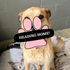 Adoption Pending (45)