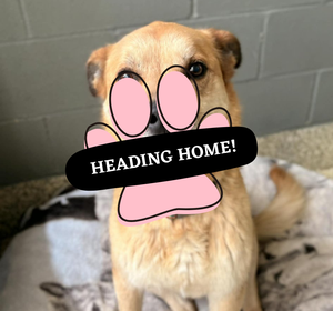 Adoption Pending (45)