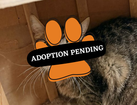 Adoption Pending (46)