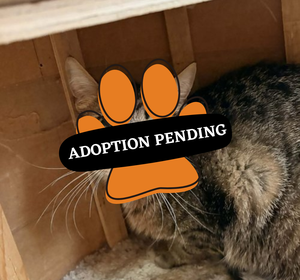 Adoption Pending (46)