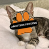Adoption Pending (47)