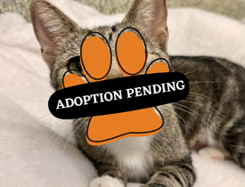 Adoption Pending (47)